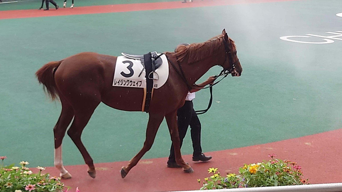 レイジングウェイブ 2歳新馬