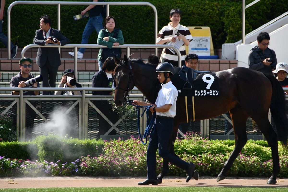 ロックターミガン 芙蓉S