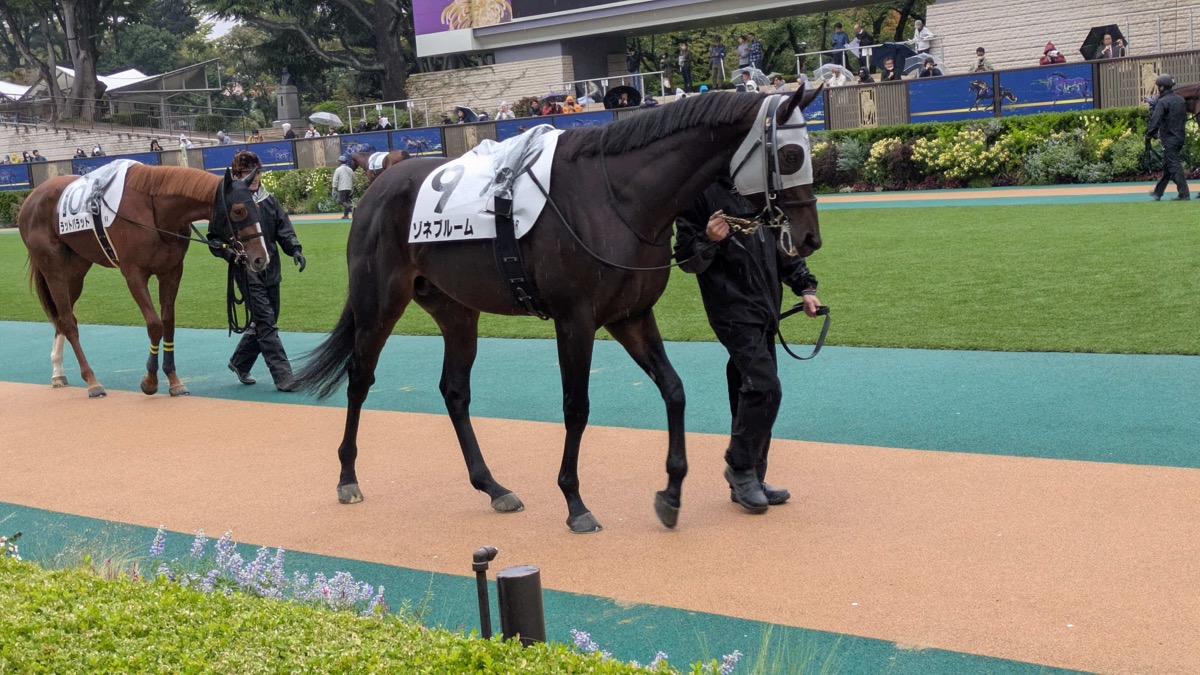 ゾネブルーム 2歳新馬