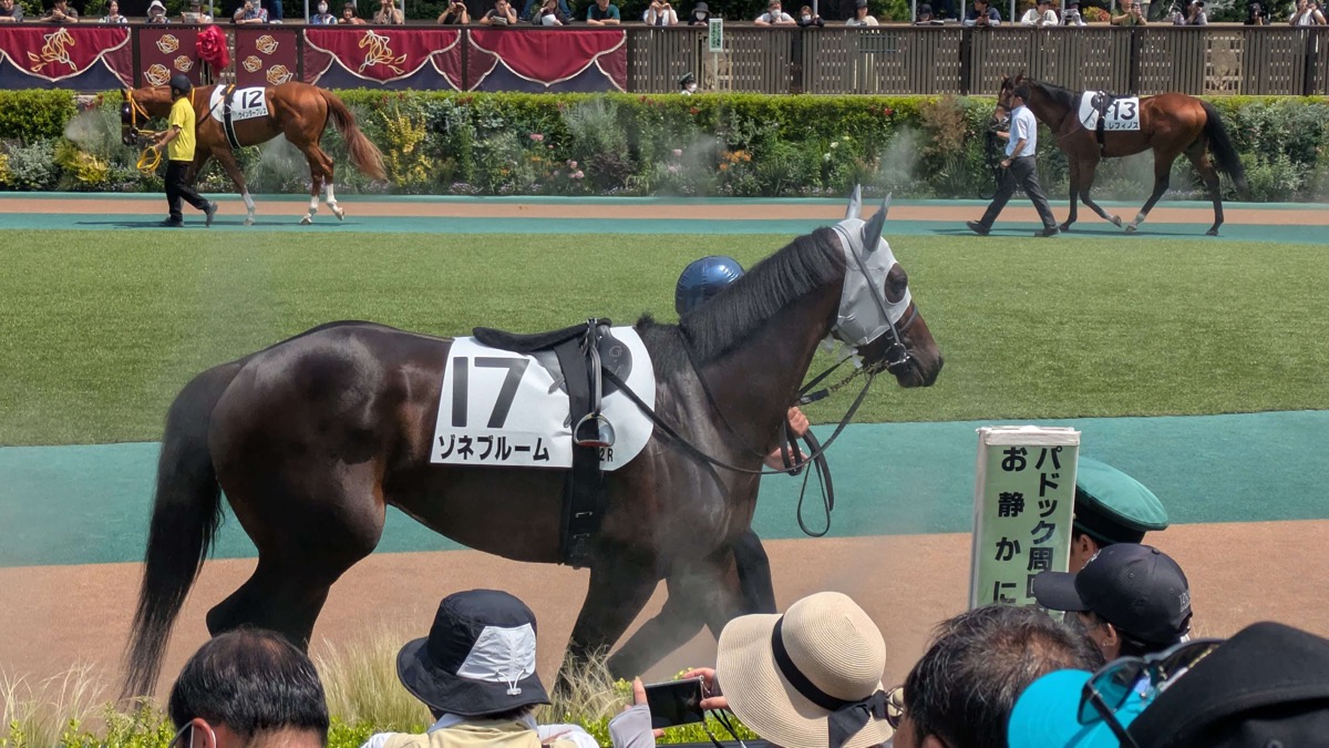 ゾネブルーム 3歳未勝利